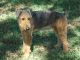 Airedale Terrier Puppies for sale in FL-64, Bradenton, FL, USA. price: $950