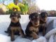 Airedale Terrier Puppies for sale in Dallas, TX, USA. price: NA