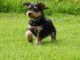 Airedale Terrier Puppies for sale in Jacksonville, FL 32226, USA. price: NA
