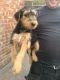 Airedale Terrier Puppies for sale in San Diego, CA, USA. price: $400