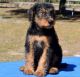 Airedale Terrier Puppies for sale in California St, San Francisco, CA, USA. price: NA