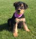 Airedale Terrier Puppies for sale in Seattle, WA 98109, USA. price: $500