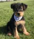 Airedale Terrier Puppies for sale in Cincinnati, OH, USA. price: $643