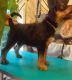 Airedale Terrier Puppies for sale in Georgia Ave, Brooklyn, NY 11207, USA. price: NA