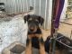 Airedale Terrier Puppies for sale in Fitzhugh, OK, USA. price: $700