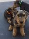Airedale Terrier Puppies for sale in Los Angeles, CA, USA. price: NA