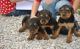 Airedale Terrier Puppies for sale in Los Angeles, CA, USA. price: $400