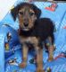 Airedale Terrier Puppies for sale in Boston, MA, USA. price: NA