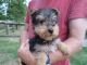 Airedale Terrier Puppies for sale in Indianapolis, IN, USA. price: $500