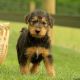 Airedale Terrier Puppies for sale in Black River Falls, WI 54615, USA. price: NA