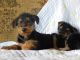 Airedale Terrier Puppies for sale in New York, NY, USA. price: NA