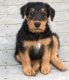 Airedale Terrier Puppies for sale in Houston, TX, USA. price: $400