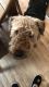 Airedale Terrier Puppies for sale in TX-249, Houston, TX, USA. price: NA