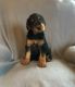 Airedale Terrier Puppies for sale in Ruffs Dale, PA 15639, USA. price: NA