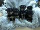 Airedale Terrier Puppies for sale in Worthington, MN, USA. price: NA