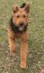 Airedale Terrier Puppies for sale in Houston, TX, USA. price: $1,250