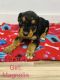 Airedale Terrier Puppies for sale in Dallas, TX, USA. price: $1,150