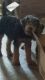 Airedale Terrier Puppies for sale in Ottumwa, IA 52501, USA. price: NA