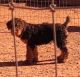 Airedale Terrier Puppies for sale in Laguna, NM 87038, USA. price: NA