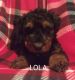 Airedale Terrier Puppies for sale in Onaway, MI 49765, USA. price: NA