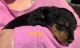 Airedale Terrier Puppies for sale in Fulton, SD, USA. price: NA
