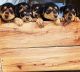 Airedale Terrier Puppies for sale in Milford, UT 84751, USA. price: NA