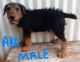 Airedale Terrier Puppies for sale in Oklahoma City, OK, USA. price: $1