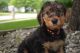 Airedale Terrier Puppies for sale in Wyoming, MI, USA. price: $1,500
