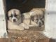 Akbash Dog Puppies for sale in Chattaroy, WA 99003, USA. price: $600