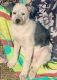 Akbash Dog Puppies for sale in Grand Junction, CO, USA. price: NA