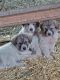 Akbash Dog Puppies for sale in Pendroy, MT 59419, USA. price: $400