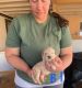 Akbash Dog Puppies for sale in Page, AZ 86040, USA. price: NA