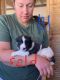 Akbash Dog Puppies for sale in Page, AZ 86040, USA. price: $500