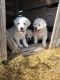 Akbash Dog Puppies for sale in Wallace, MI 49893, USA. price: $600