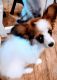 Akbash Dog Puppies for sale in Fort Smith, AR, USA. price: $150,000