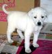 Akbash Dog Puppies for sale in Chandler, AZ, USA. price: $300