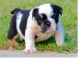 Akbash Dog Puppies for sale in Los Angeles, CA, USA. price: $350