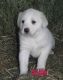 Akbash Dog Puppies for sale in Atlanta, GA, USA. price: NA