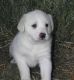 Akbash Dog Puppies for sale in Los Angeles, CA, USA. price: $500