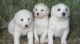 Akbash Dog Puppies for sale in Los Angeles, CA, USA. price: $500