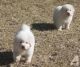 Akbash Dog Puppies for sale in Columbus, MT 59019, USA. price: NA