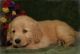 Akbash Dog Puppies for sale in Berkeley, CA, USA. price: NA