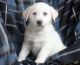 Akbash Dog Puppies for sale in Austin, TX, USA. price: NA