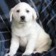Akbash Dog Puppies for sale in New York, NY, USA. price: $550