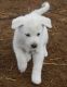 Akbash Dog Puppies for sale in Seattle, WA 98103, USA. price: NA