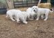 Akbash Dog Puppies for sale in California St, San Francisco, CA, USA. price: NA