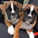 Akbash Dog Puppies for sale in Columbus, OH, USA. price: NA