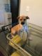 Akbash Dog Puppies for sale in Milwaukee, WI, USA. price: NA