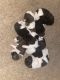 Akita Puppies for sale in San Tan Valley, AZ, USA. price: NA