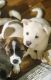 Akita Puppies for sale in Poplar Bluff, MO 63901, USA. price: $850